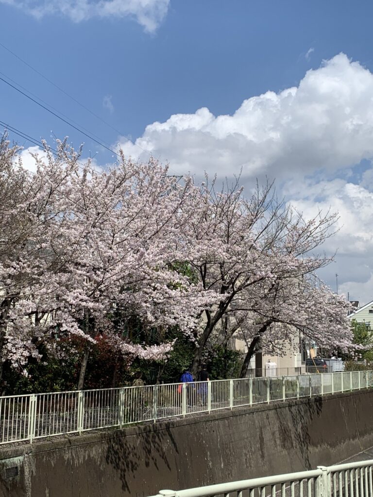 下高井戸神田川の桜並木