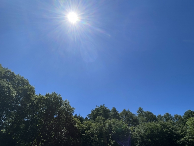 日差しが強い太陽と木々