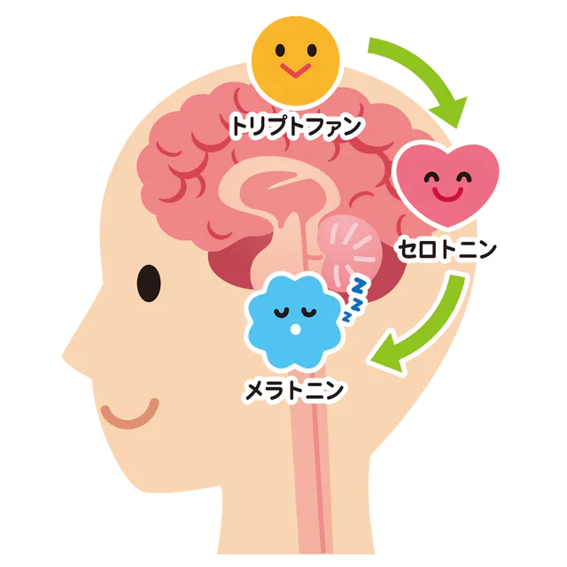 脳の中でセロトニンの役割