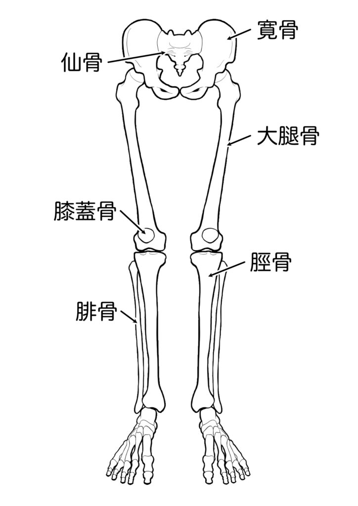 脚の骨格 イラスト