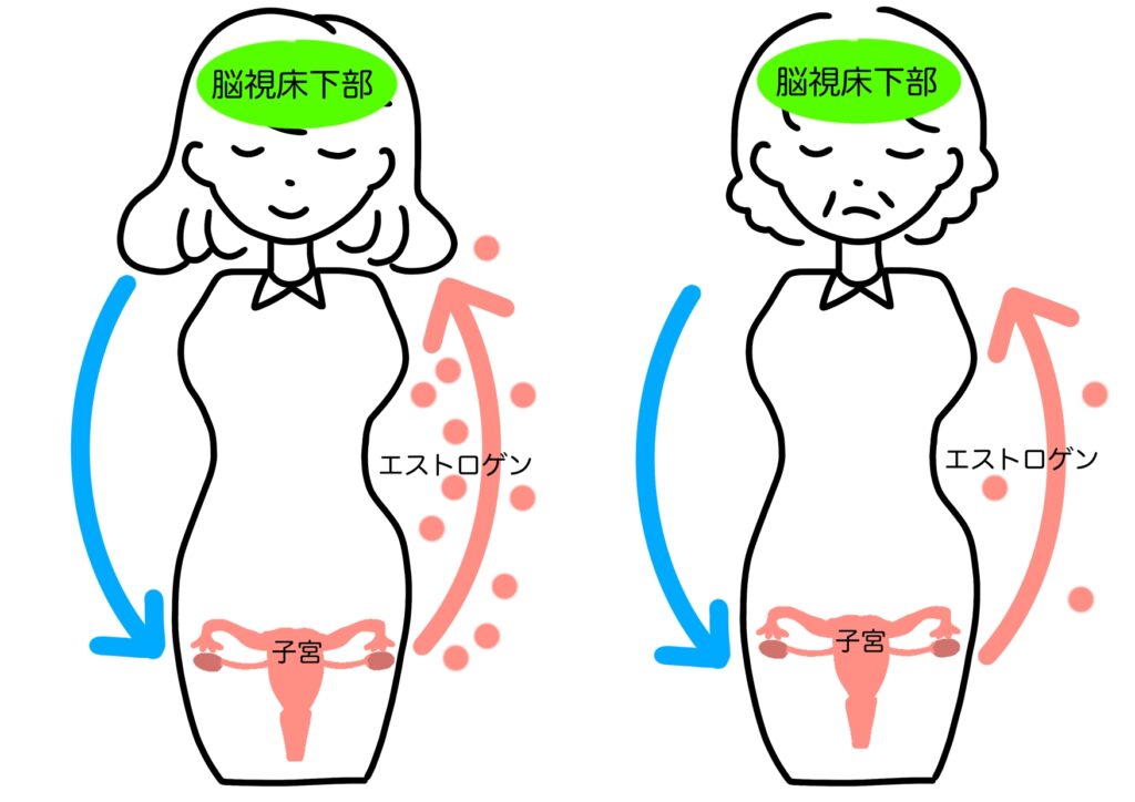 女性ホルモンの分泌が年齢を重ねると減少するイラスト