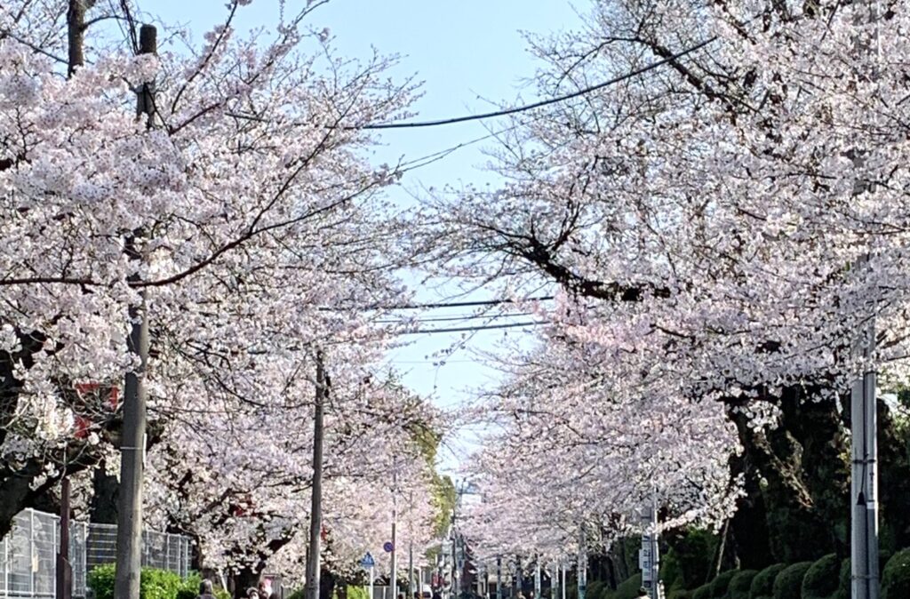 下高井戸・日大文理前の桜並木