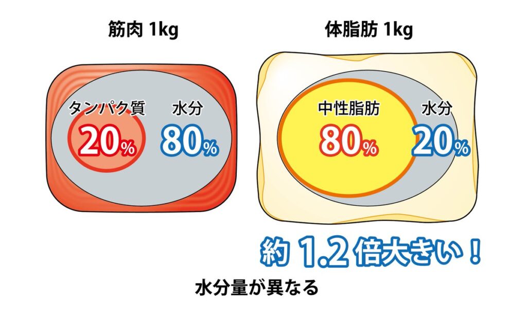 筋肉と脂肪の水分量