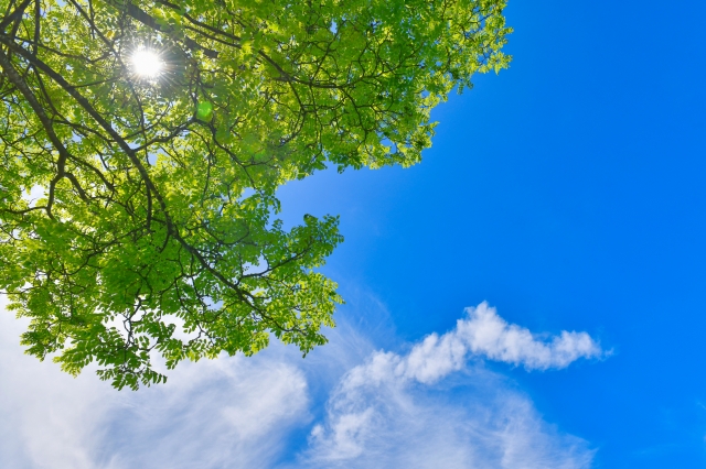 緑と太陽と青い空