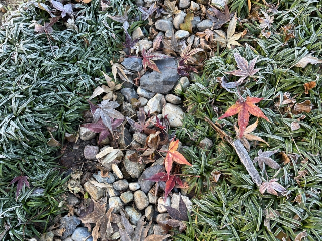 公園に霜が降りた様子