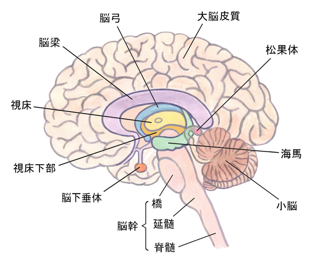 脳内の海馬の位置を説明するイラスト