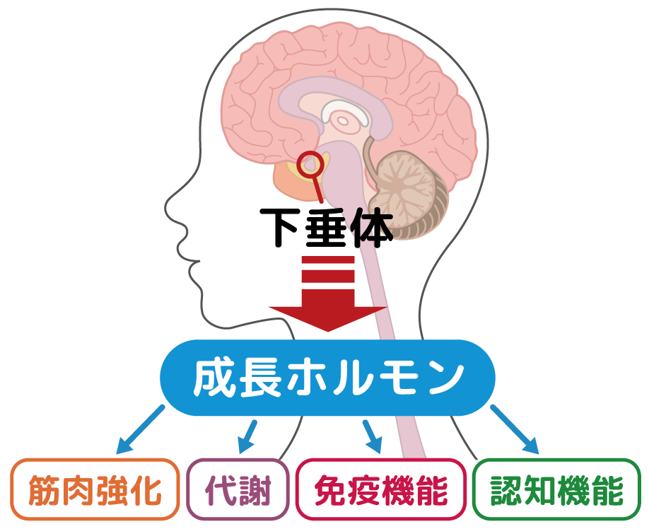 成長ホルモンのイメージイラスト