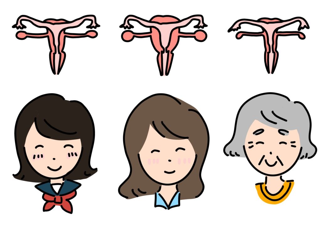 年齢で卵巣、子宮の形状が変化するイラスト