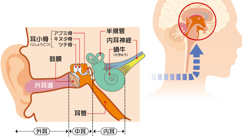 耳の仕組み、外耳・中耳・内耳